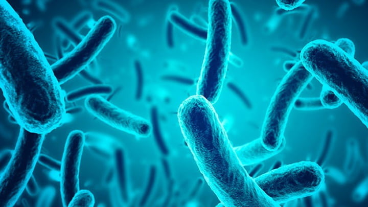 bacteria